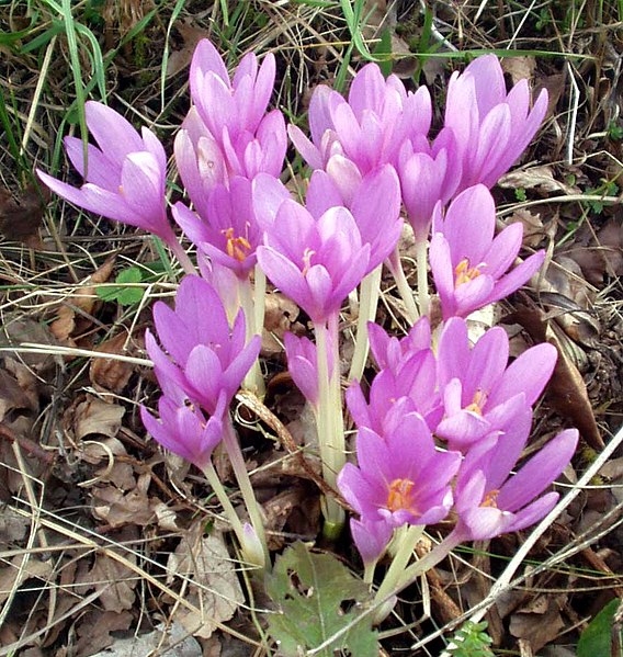 コルヒチンの花